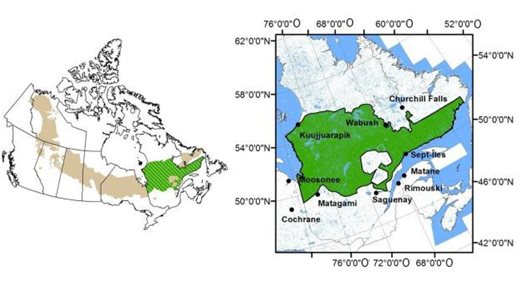 Figure 11: Aire de répartition QC6 du caribou des bois, population boréal identifiée dans le Programme de rétablissement du caribou des bois (Rangifer tarandus caribou), population boréale, au Canada