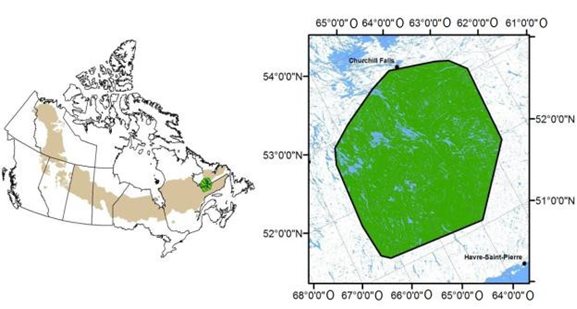 Figure 12: Aire de répartition NL1 du caribou des bois, population boréal identifiée dans le Programme de rétablissement du caribou des bois (Rangifer tarandus caribou), population boréale, au Canada